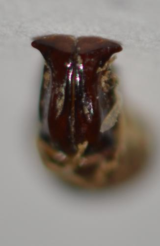 Pachnoda cincticollis